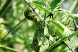 Hornworm on tomato plant