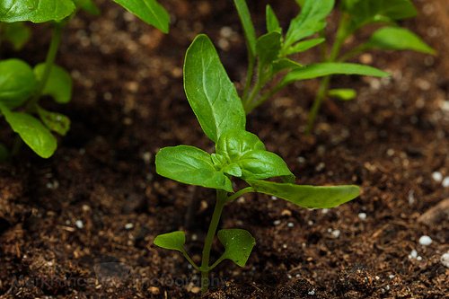 Basil is forgiving, but you still need to know the basics of basil plant care