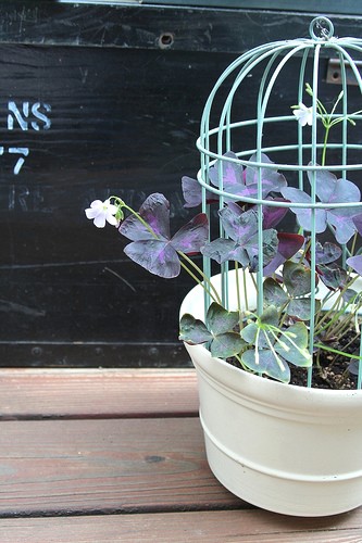 Recycled birdcage with purple shamrock. Click for care advice