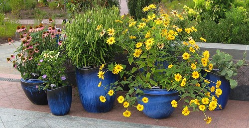 Wildflowers In Containers lend dimension to any patio or rooftop