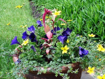 This stunning container garden design will brighten up your yard