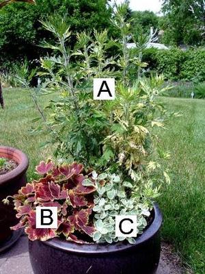 Container Flower Gardening Ideas: A = Artemisia B = Scented Geranium C = Velvet Lamb's Ear