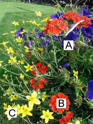 Container Flower Gardening Ideas: A = Blue Petunia B = Red Verbena C = Yellow Bidens