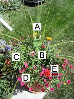 Container Flower Gardening Ideas: Cordyline, Gazania, Verbena, Salvia, Vinca Minor, Calibrachoa