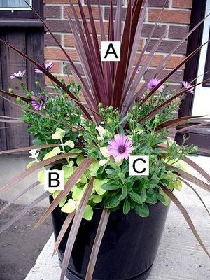Container Flower Gardening Ideas: A = Red Cordyline B = Lamb's Ear C = Soprano Purple Osteospermum