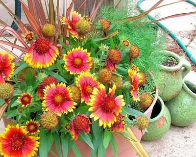 Pictures of flowers: A = Gaillardias B = Asparagus Fern C = Drachaena