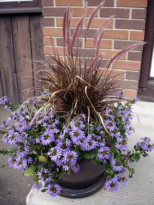 Passion Flower, Purple Fountain Grass