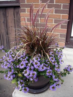 Pictures of flowers: A = Passion Flower B = Purple Fountain Grass