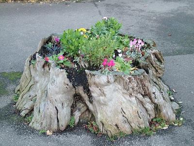 Recycled Container Gardening Ideas: a treestump, hollowed out and planted!