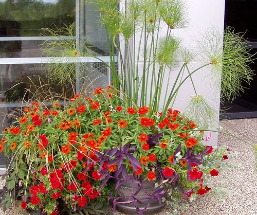 Click to see pictures of flowers in container gardens
