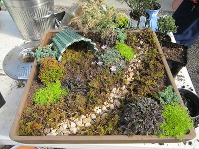 Laying the foundations of your Fairy Garden...