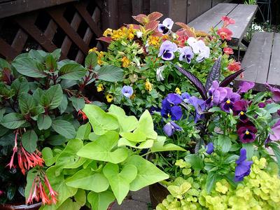 Pictures of flowers: A = Fuchsia B = Sweet Potato Vine C, D, E, = Pansies F, G = Coleus H, I = Calibrachoa