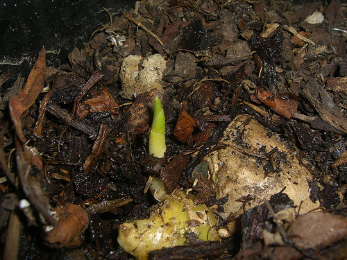 Ginger plant shoots emerging from the soil
