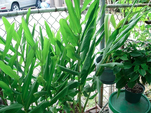 Mature ginger plants before flowering