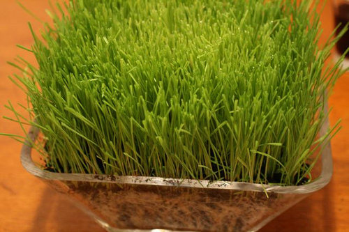 Learning how to grow wheatgrass is easy.  Either buy already grown wheatgrass at the grocery store, prune the tops and wait for new growth, or use a wheatgrass kit or start your wheatgrass from seeds.
