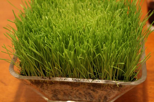 How to Grow Wheatgrass