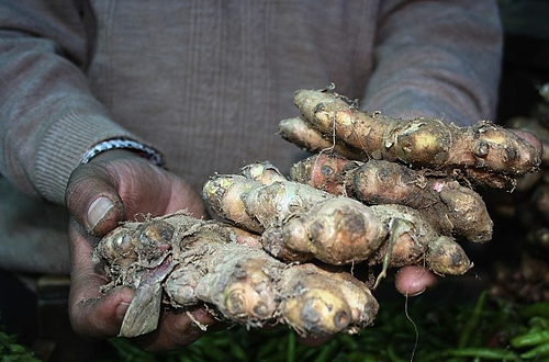 Tips on harvesting ginger root