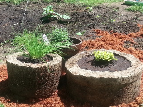 Homemade hypertufa pots are great for growing herbs