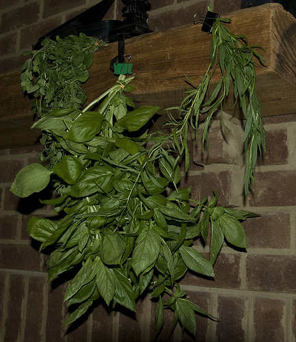 How to dry basil: use a dehydrator if you have one, or hang it upside-down in bunches
