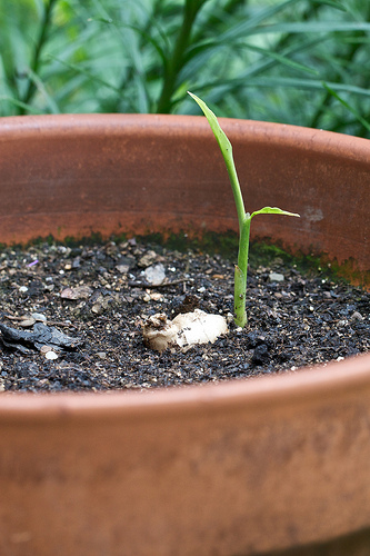 How to grow ginger root in a pot