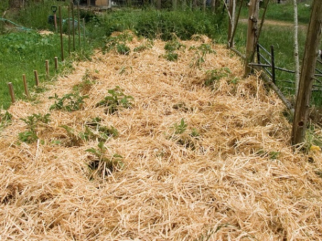 Growing potatoes in straw