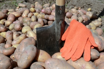 How to Grow Potatoes: harvesting potatoes