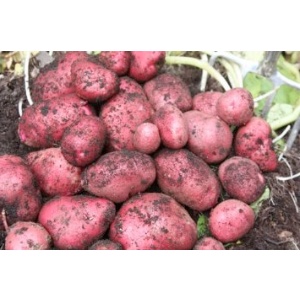 Organic Red seed potatoes