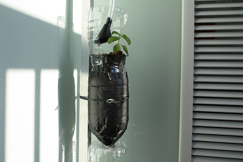 Hydroponic basil: growing basil indoors hydroponically is possible
