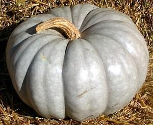 Jarrahdale Heirloom Pumpkin Seeds