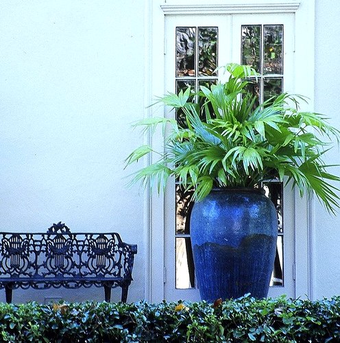 Palms in a huge blue container. Click for care advice