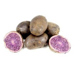 All Blue seed potatoes