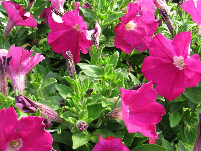 One of dozens of beautiful Petunia species. Image used under a Creative Commons licence with the kind permission of Serres Fortier and Flickr