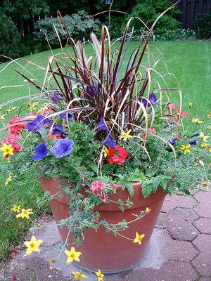 Pictures of flowers: A = Petunias B = Geraniums C = Purple Fountain Grass D = Shooting Star