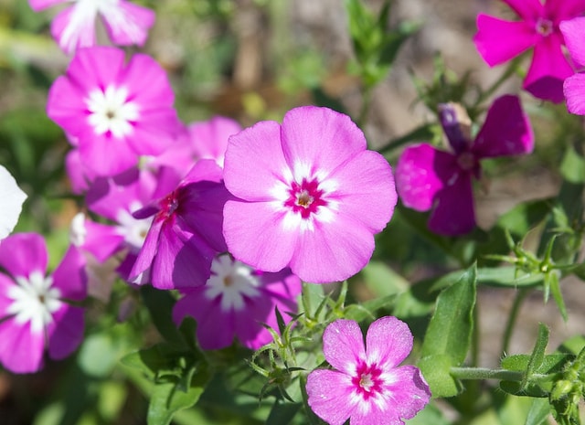 (Annual) Phlox Drummondii. Image used under a Creative Commons licence with the kind permission of Malcolm Manners and Flickr