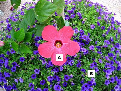 Pictures of flowers: A = Hibiscus, B = Calibrachoa