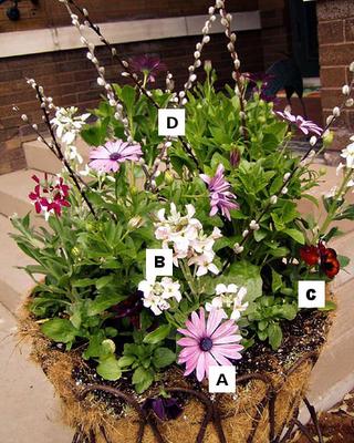 Pictures of flowers: A= Osteospermum, B = Stock, C = Pansy, D = Pussy willow