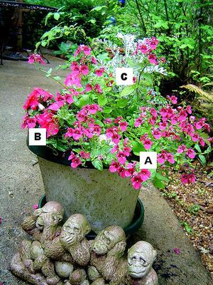Pictures of flowers: Monkey flower = A, Impatiens = B, Dusty Miller = C