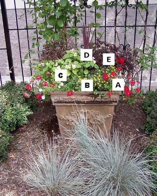 Pictures of flowers: Verbena = A, Bacopa = B, Cordyline = C, Calibrachoa = D, Kiwi Fern Coleus = E