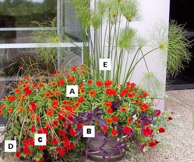 Pictures of flowers: Zinnia = A, Tradescantia = B, Petunia = C, Sweet Potato Vine = D, Papyrus = E