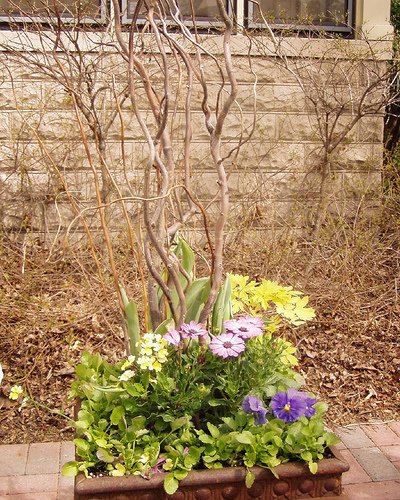 Containers Used In a traditional garden. Click to identify each plant type