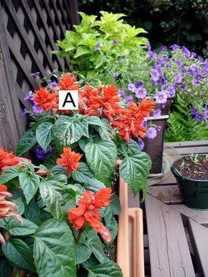 Container Flower Gardening Ideas: A = Red Salvia