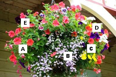 Container Garden Recipes: A = Petunia, B = Lobelia, C = Marigold, D = Annual Phlox, E = Pansy