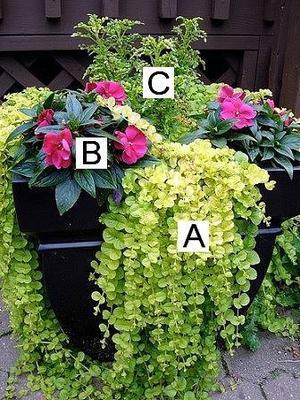 Container Flower Gardening Ideas: A = Creeping Jenny, B= Impatiens, C = Swallowtail Coleus