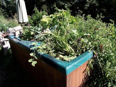 Recycled Container Gardening Ideas: an unwanted hot tub makes a great home for these plants!