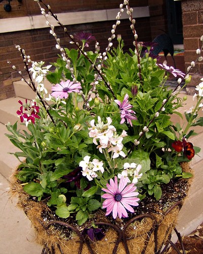 Container Hanging Basket with Osteospermum, Stock, Pansy and Pussy willow
