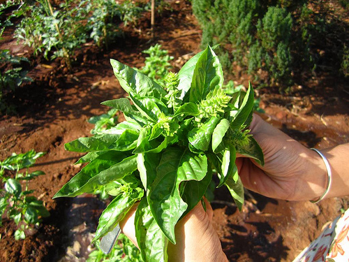 Harvesting basil: pluck the tender leaves from the top first