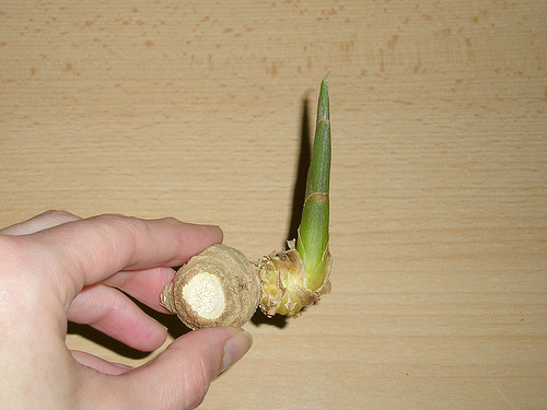 Select a piece of ginger root with a bud to restart the growing process