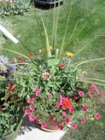 container flower gardening ideas